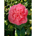 Camellia 'Mary Williams' - ↨70Cm - Ø24Cm - Blomstrende Utendørsplante