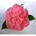 Camellia 'Mary Williams' - ↨70Cm - Ø24Cm - Blomstrende Utendørsplante