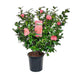 Camellia 'Mary Williams' - ↨70Cm - Ø24Cm - Blomstrende Utendørsplante