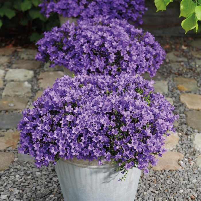 Campanula Addenda - 12 Vinterfiolett Hageplanter