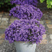 Campanula Addenda - 12 Vinterfiolett Hageplanter