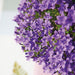 Campanula Addenda - 12 Vinterfiolett Hageplanter