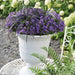 Campanula Addenda - 12 Vinterfiolett Hageplanter