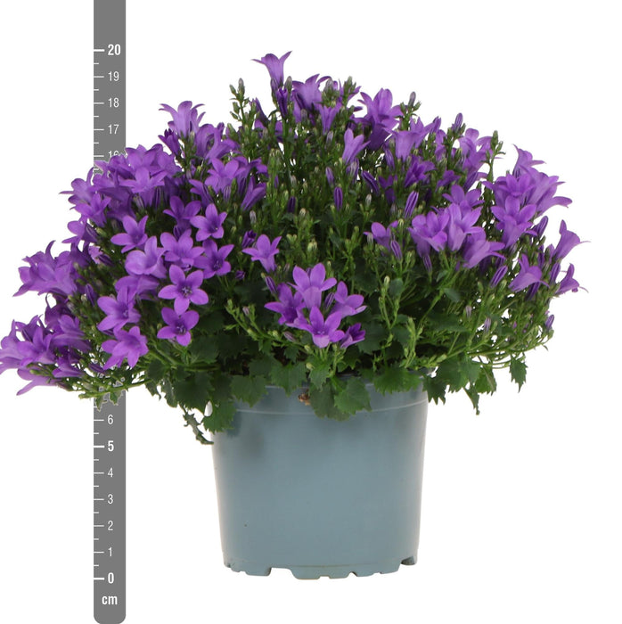 Campanula Addenda - 12 Vinterfiolett Hageplanter