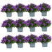 Campanula Addenda - 12 Vinterfiolett Hageplanter