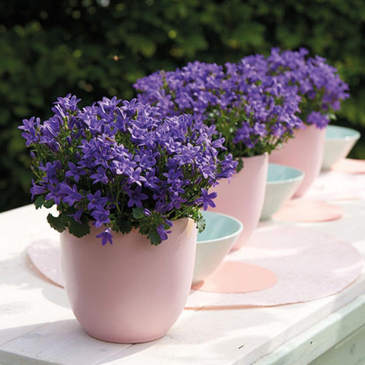 Campanula Addenda - 12 Vinterfiolett Hageplanter