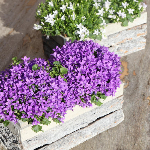 Campanula Addenda Ambella Intense Purple I Treetui