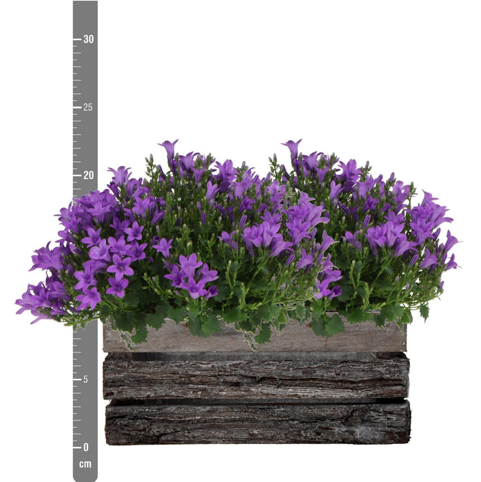 Campanula Addenda Ambella Intense Purple I Treetui