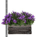 Campanula Addenda Ambella Intense Purple I Treetui