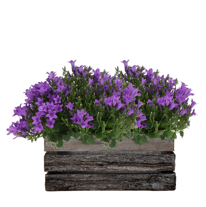 Campanula Addenda Ambella Intense Purple I Treetui