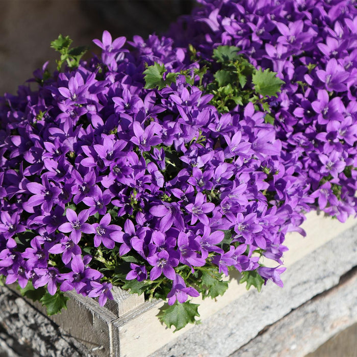 Campanula Addenda Ambella Intense Purple I Treetui