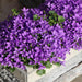 Campanula Addenda Ambella Intense Purple I Treetui