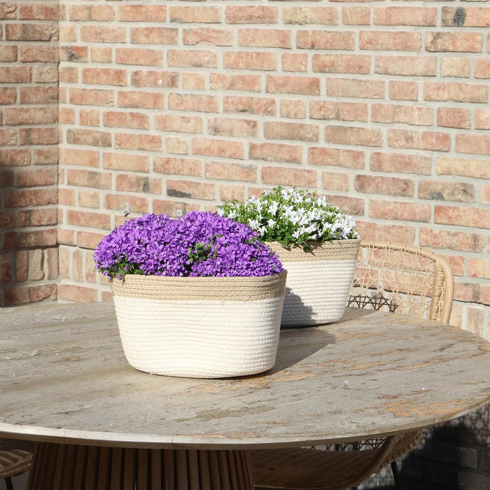 Campanula Addenda Ambella Intens Purple In Woven Basket