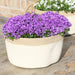 Campanula Addenda Ambella Intens Purple In Woven Basket