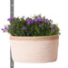 Campanula Addenda Ambella Intens Purple In Woven Basket