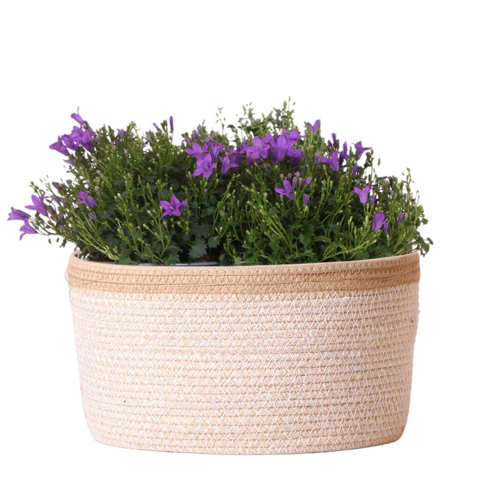 Campanula Addenda Ambella Intens Purple In Woven Basket