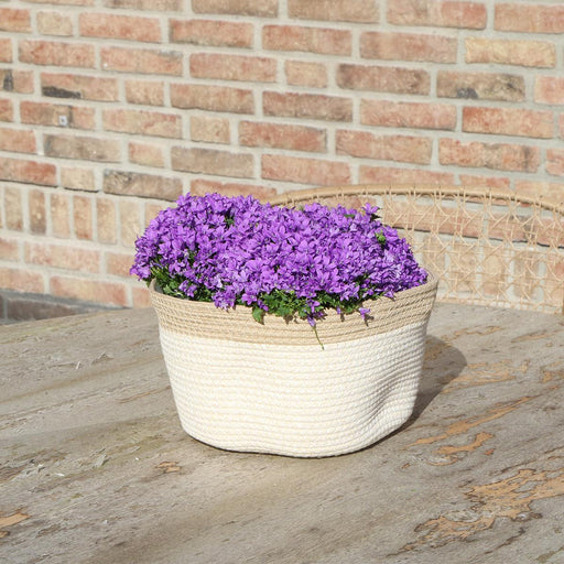 Campanula Addenda Ambella Intens Purple In Woven Basket