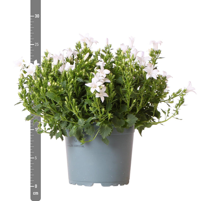 Campanula Addenda Ambella Hvit - 6 Stk - Vinterhage