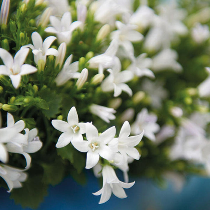 Campanula Addenda White Ambella – Trekasse Med 2 Planter