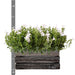 Campanula Addenda White Ambella – Trekasse Med 2 Planter