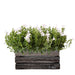 Campanula Addenda White Ambella – Trekasse Med 2 Planter