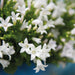 Campanula Addenda White Ambella I Vevd Kurv Med Reservoar