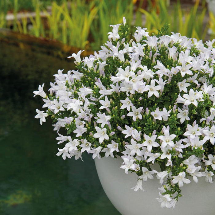 Campanula Addenda White Ambella I Vevd Kurv Med Reservoar