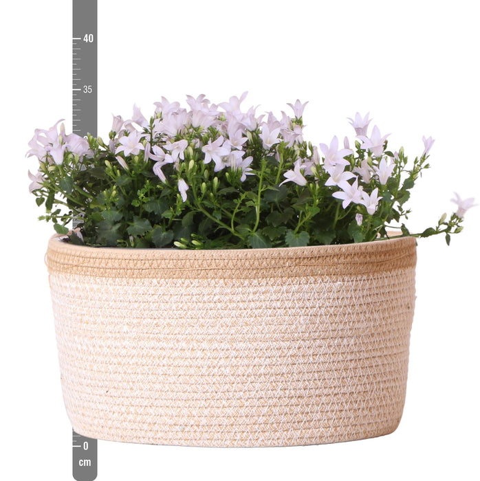 Campanula Addenda White Ambella I Vevd Kurv Med Reservoar