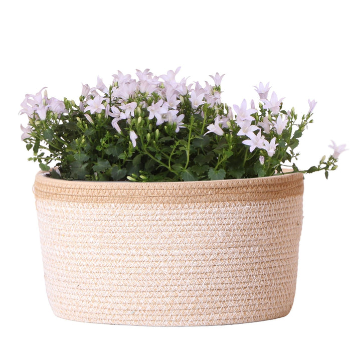 Campanula Addenda White Ambella I Vevd Kurv Med Reservoar