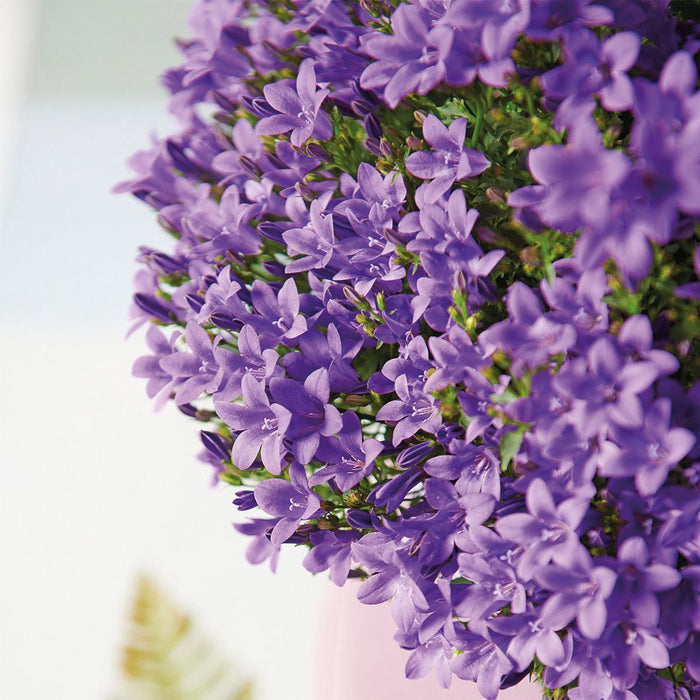 Campanula Addenda - Klokjesbloem Lilla - Vinter Flerårig Plante