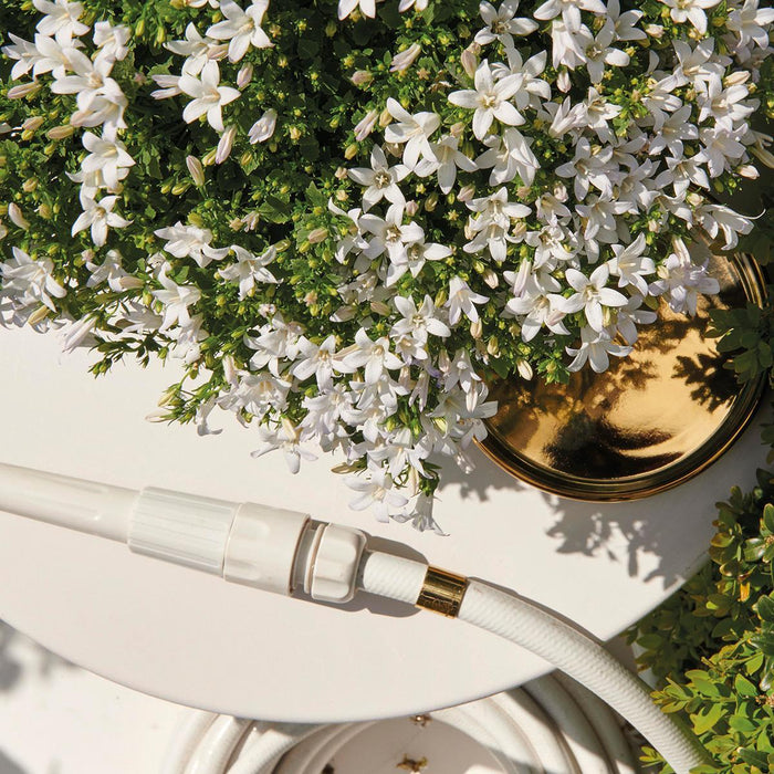 Campanula Addenda White - 12 Vinterharde Planter