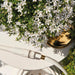 Campanula Addenda White - 12 Vinterharde Planter