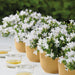 Campanula Addenda White - 12 Vinterharde Planter