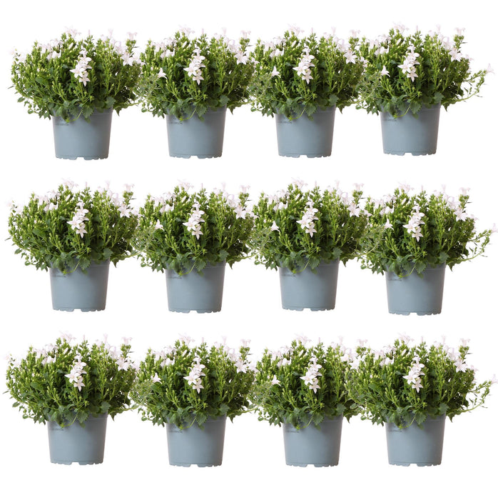 Campanula Addenda White - 12 Vinterharde Planter