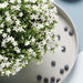 Campanula Addenda White - 12 Vinterharde Planter