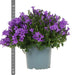 Campanula Addenda Violet - Sett Med 6 Planter Facadier