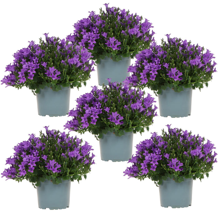 Campanula Addenda Violet - Sett Med 6 Planter Facadier