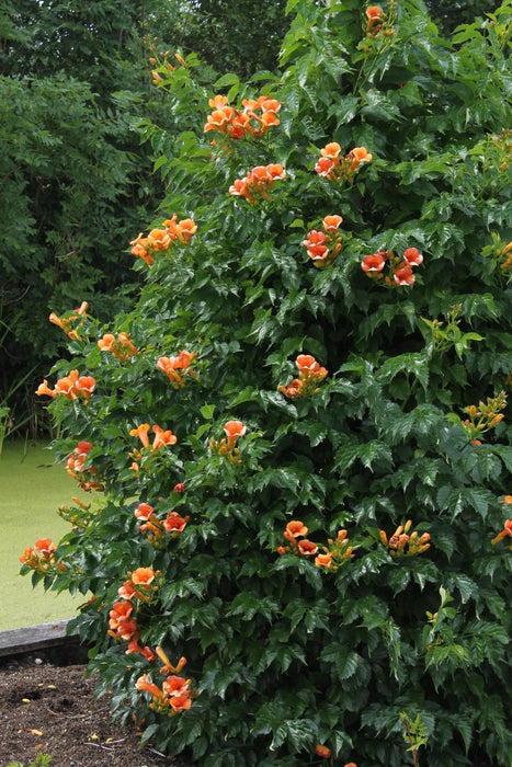 Campsis 'Indian Summer'