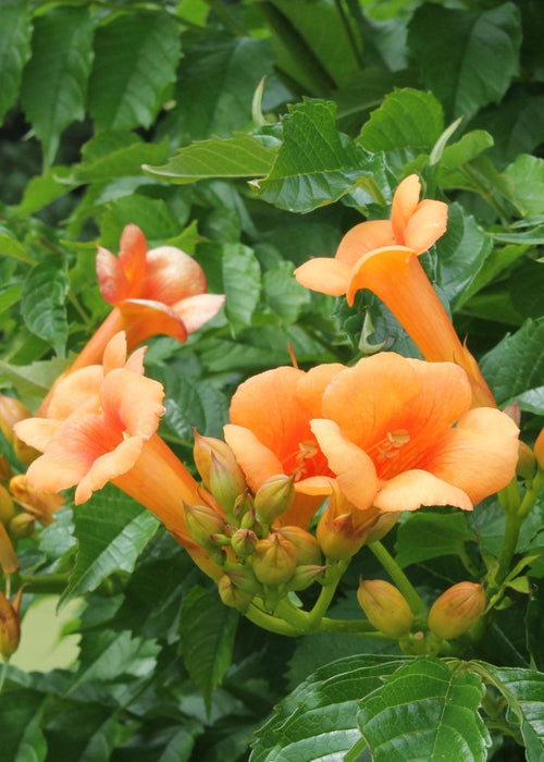 Campsis 'Indian Summer'