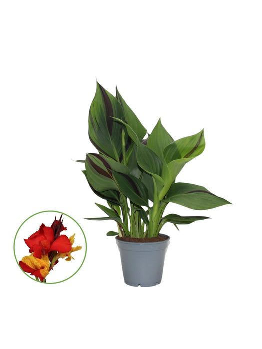 Canna Cleopatra