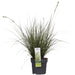 Carex Bruniena 'Variegata' - ↨30Cm - Ø14 - Gress - Uteplante