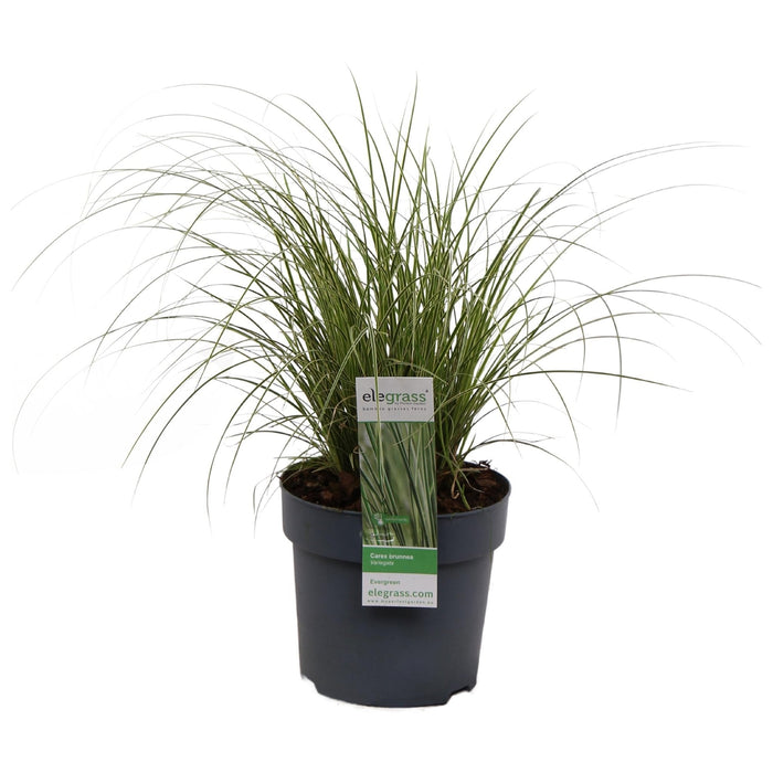 Carex Bruniena 'Variegata' - ↨30Cm - Ø14 - Gress - Uteplante