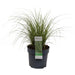 Carex Bruniena 'Variegata' - ↨30Cm - Ø14 - Gress - Uteplante