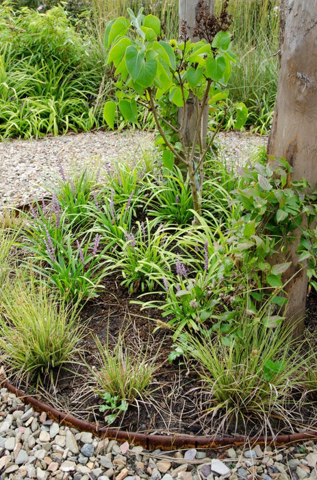 Carex Bruniena 'Variegata' - ↨30Cm - Ø14 - Gress - Uteplante