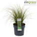 Carex Bruniena 'Variegata' - ↨30Cm - Ø14 - Gress - Uteplante