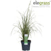 Carex Bruniena 'Variegata' - ↨30Cm - Ø14 - Gress - Uteplante