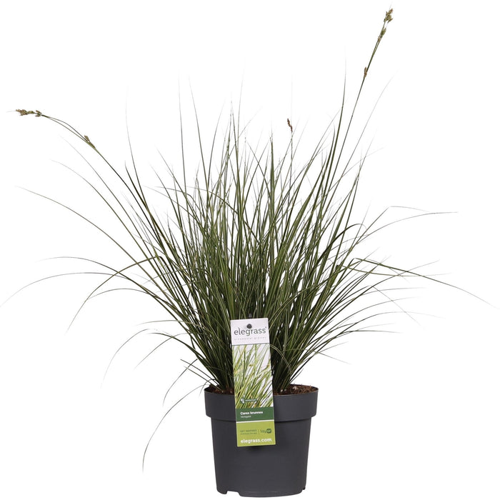 Carex Bruniena 'Variegata' - ↨30Cm - Ø14 - Gress - Uteplante