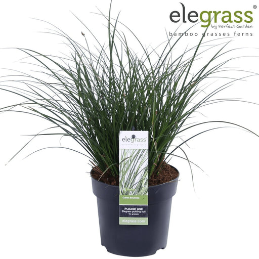 Carex Bruniena 'Variegata' - ↨30Cm - Ø14 - Gress - Uteplante