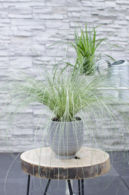 Carex Comans 'Frosted Curls' - ↨30Cm - Ø14 - Gress - Uteplante