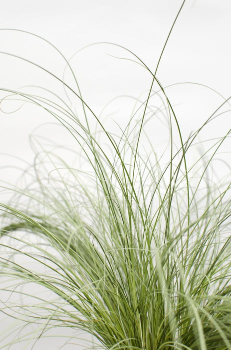 Carex Comans 'Frosted Curls' - ↨30Cm - Ø14 - Gress - Uteplante